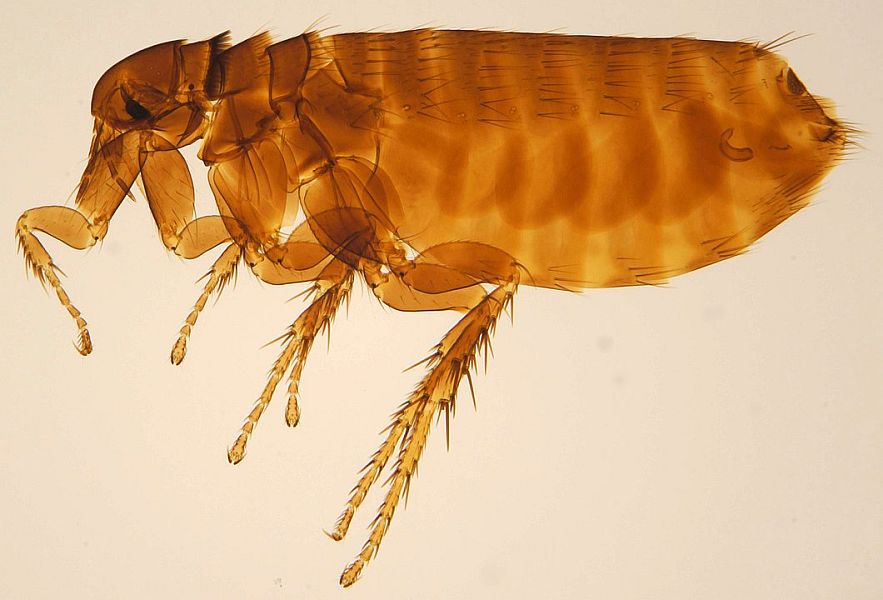 1060px Ceratophyllus gallinae female ZSM