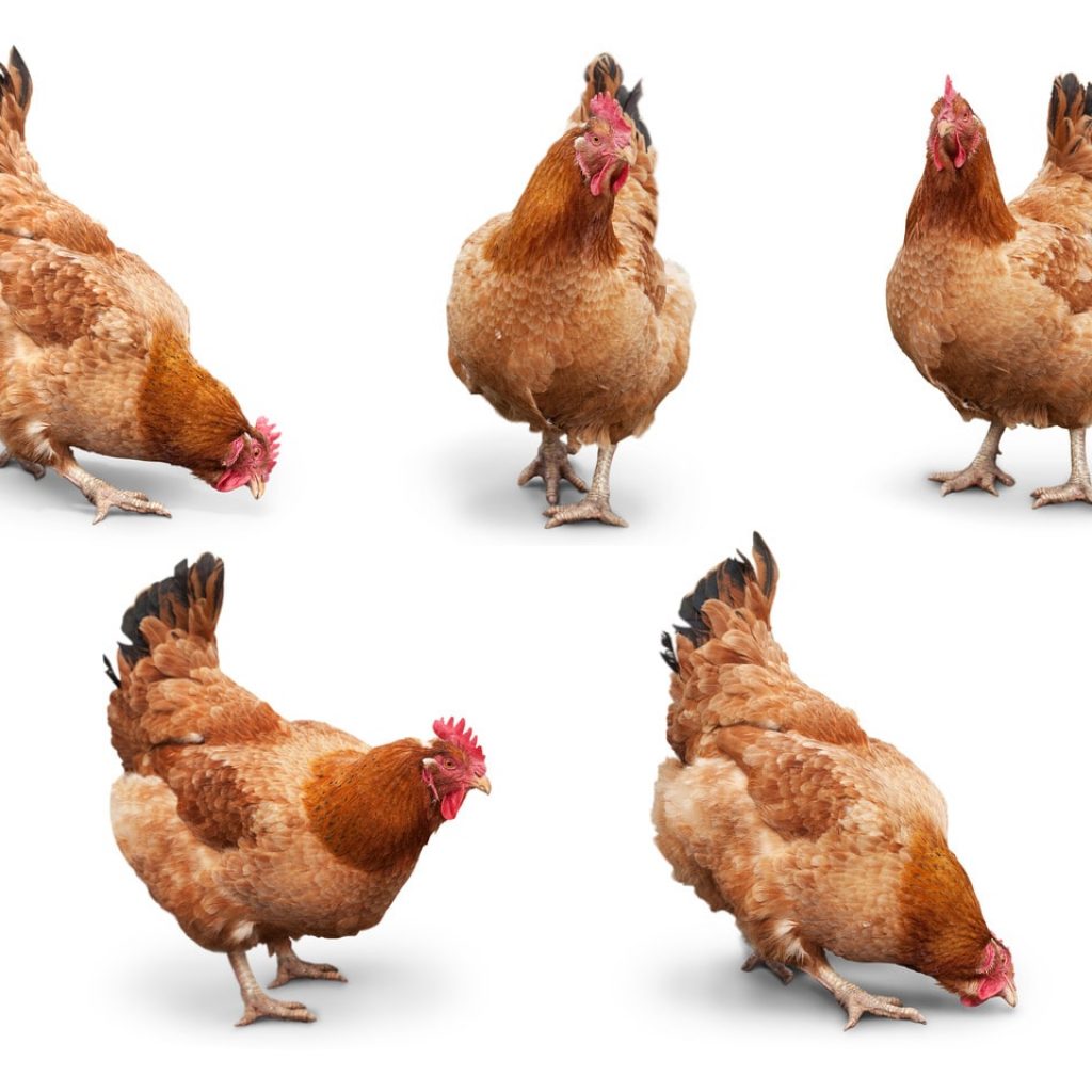 5 eier fruehstuecksei huehnerhaltung hennen horst stengel
