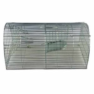 Ratten - Massenfänger