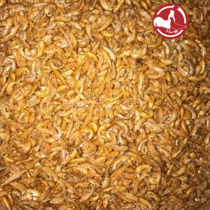 Gammarus - Bachflohkrebse