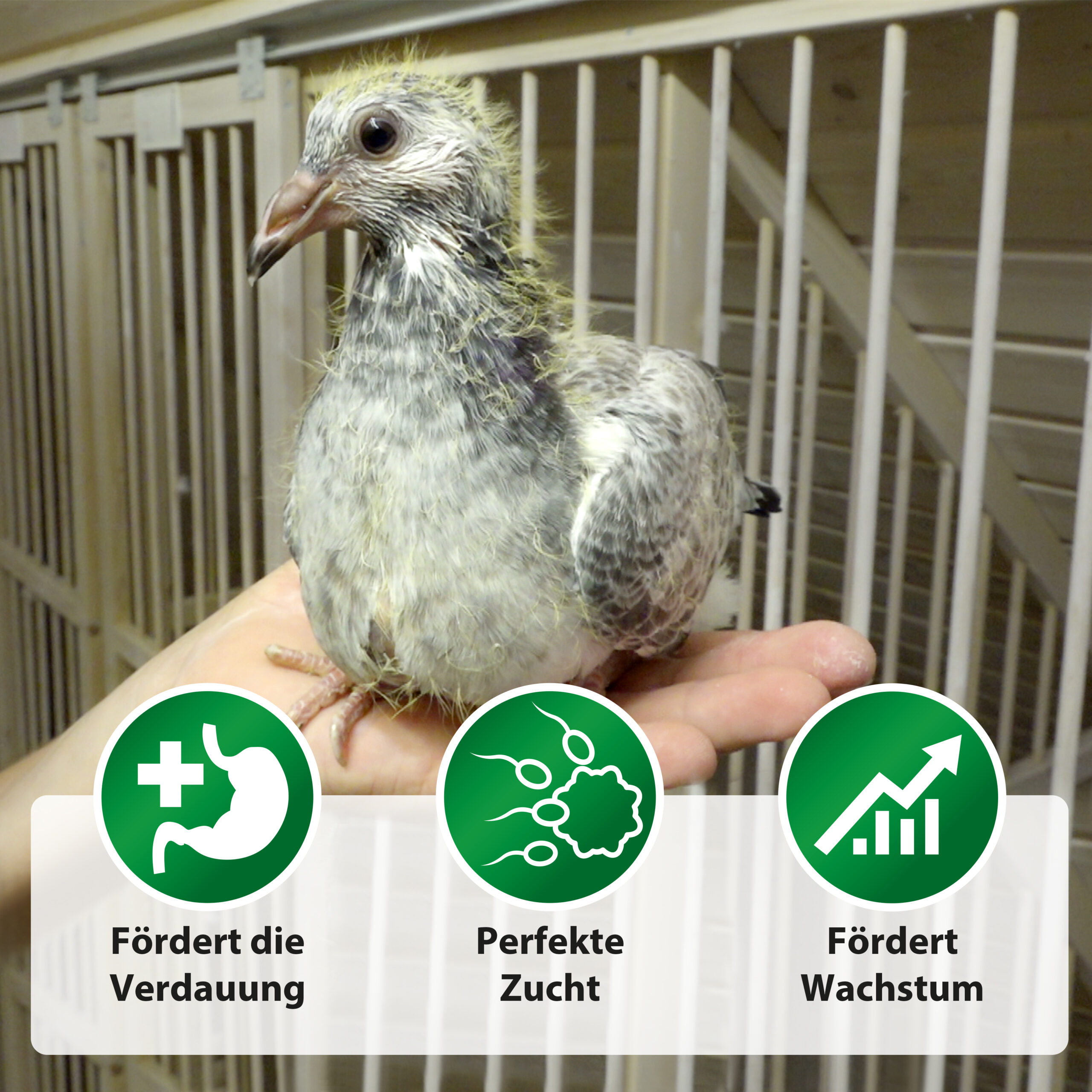 Röhnfried Opti Breed – Bild 4