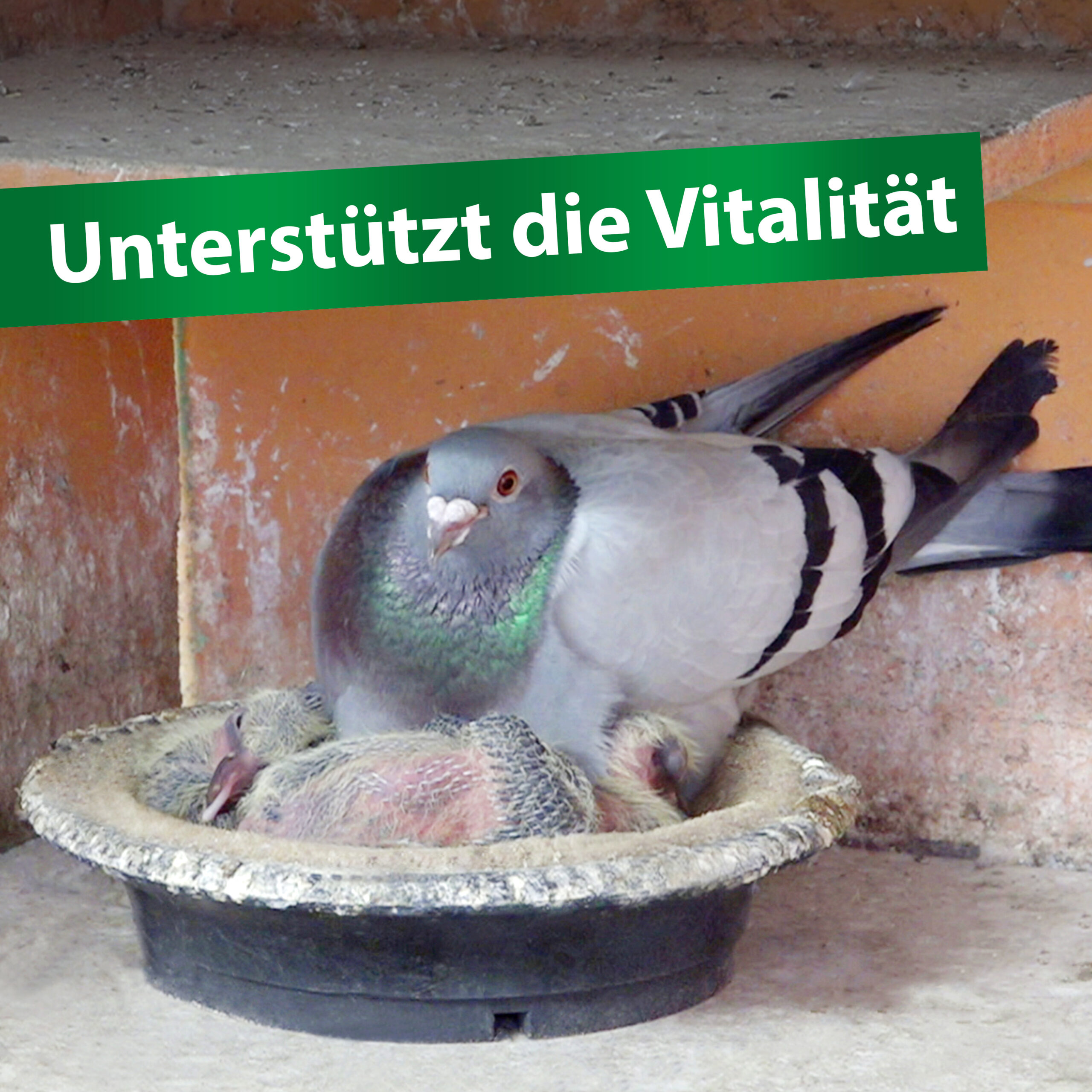 Röhnfried Opti Breed – Bild 2