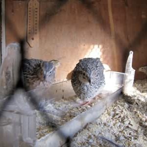 Stall / Voliere - Wachteln