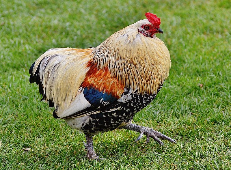 chicken 1314888 1280