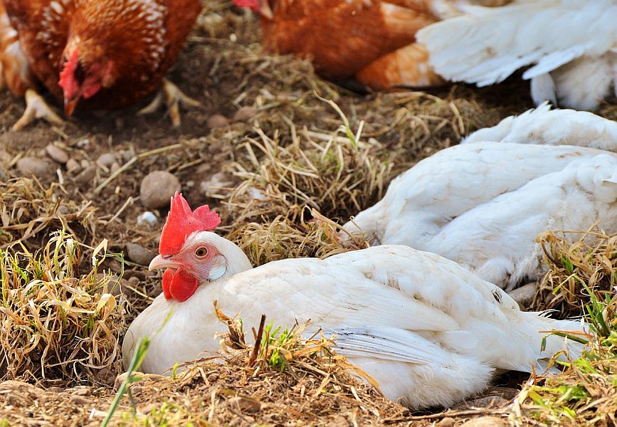 chicken 2712932 1280