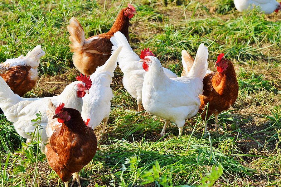 chicken 2789493 1280