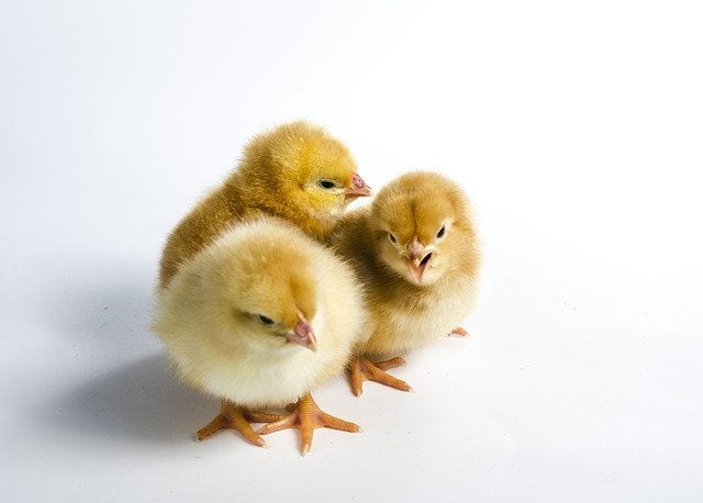 chicken 2924186 640