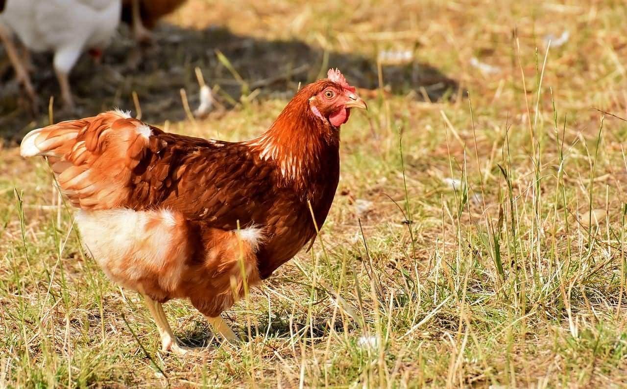 chicken 3524496 1280 web