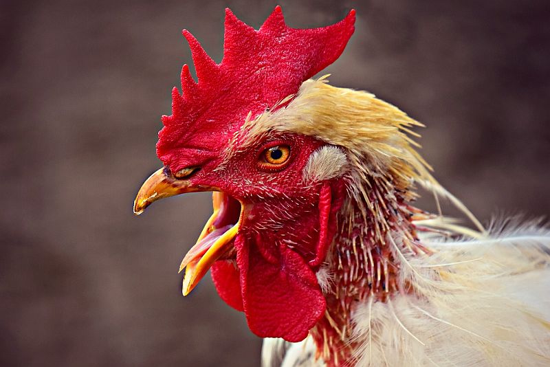 chicken 3734005 1280