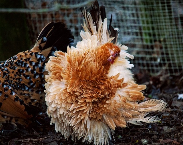 chicken 3803864 640