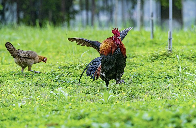 chicken 5054236 1280