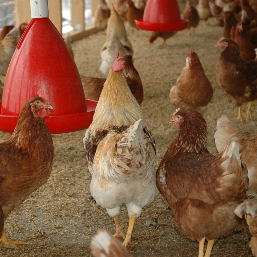 chicken coop 245745 1280