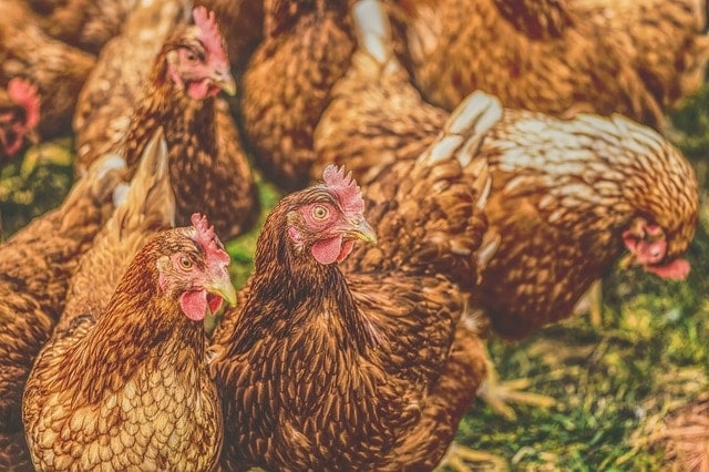 chickens 4184504 640