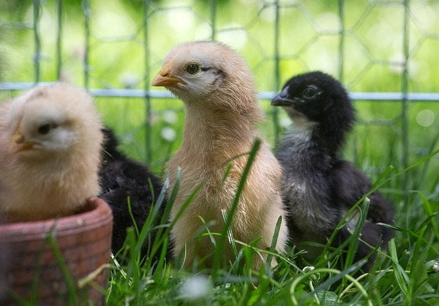 chickens 4820616 640