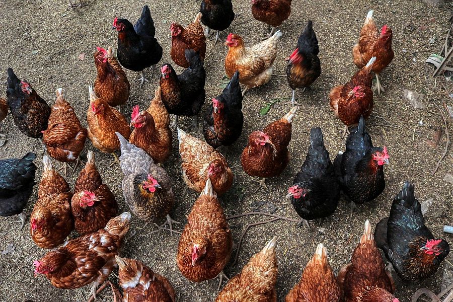chickens 5130137 1280