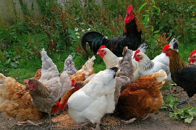 chickens 874507 640
