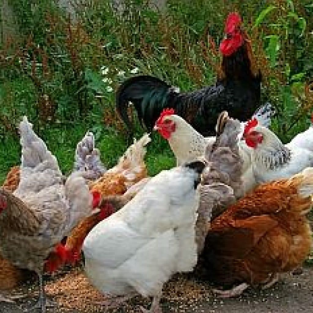 chickens 874507 640 1 mobil