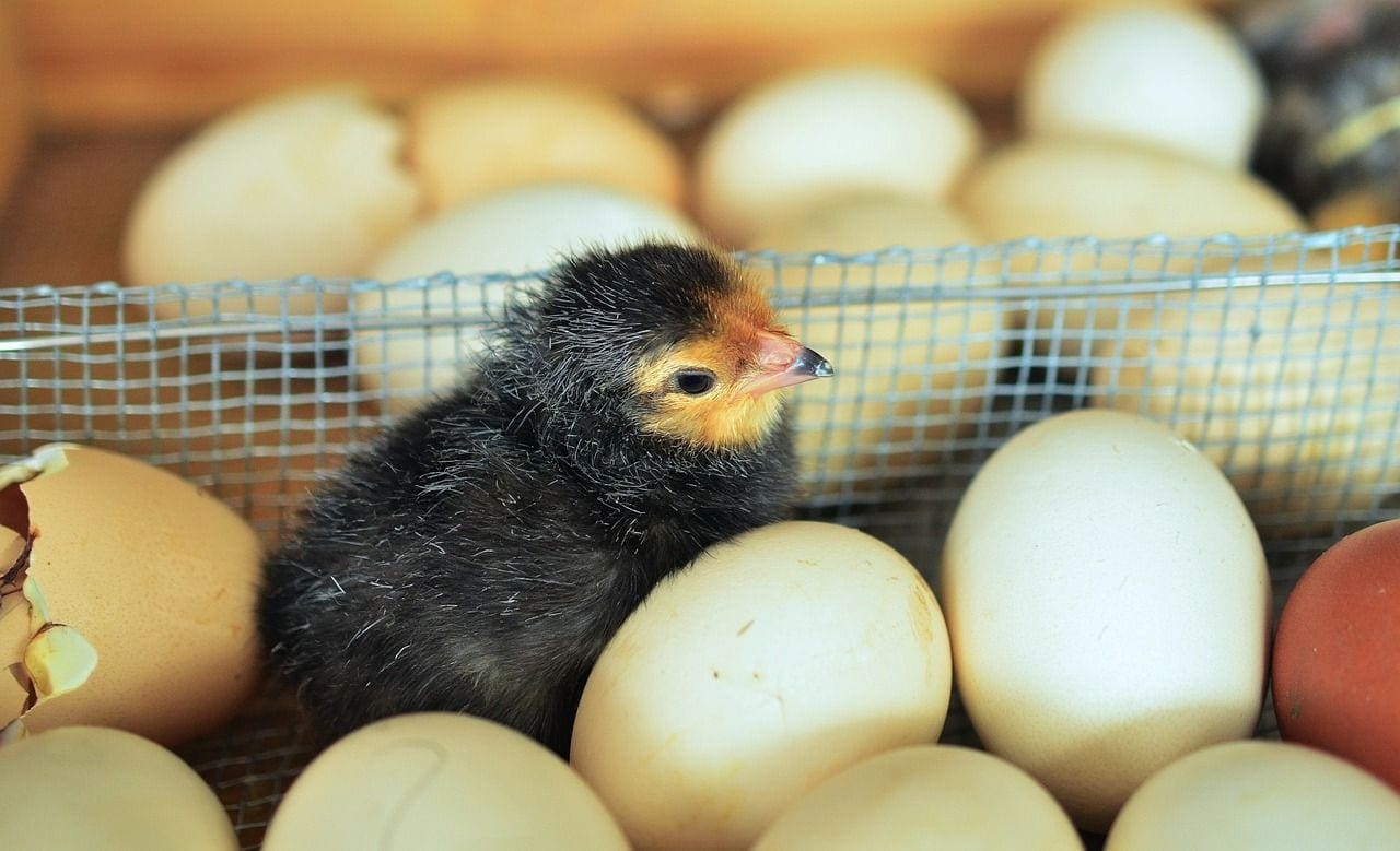 chicks 1280732 1280