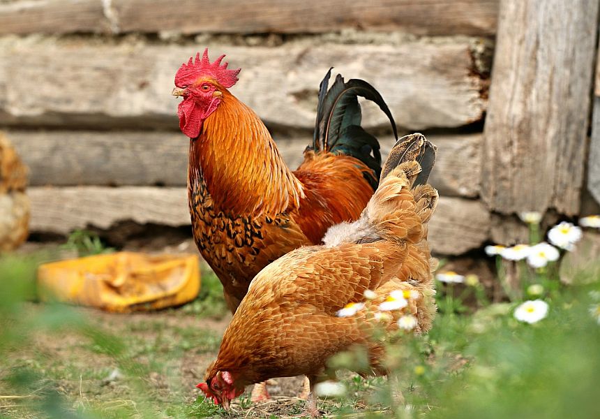 cock 1508585 1280