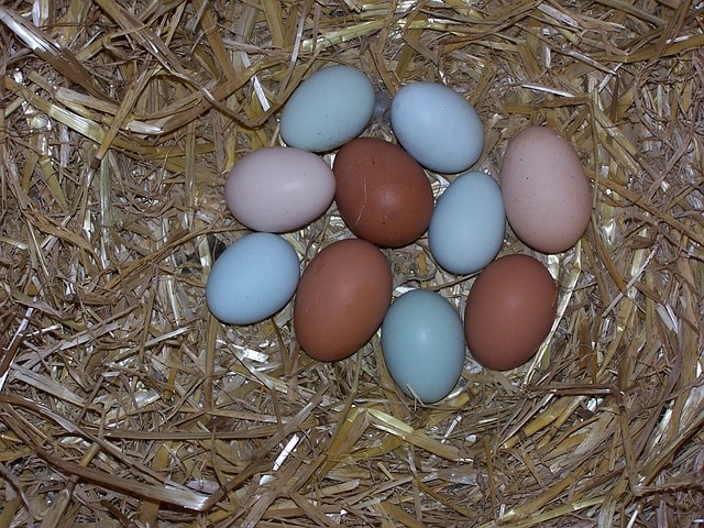 Hühnereier Größen