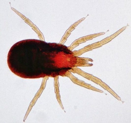 Dermanyssus-bird-mite