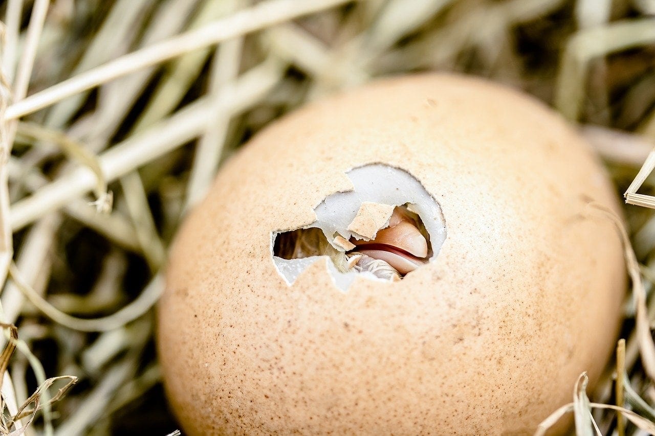hatching chicks 2448541 1280