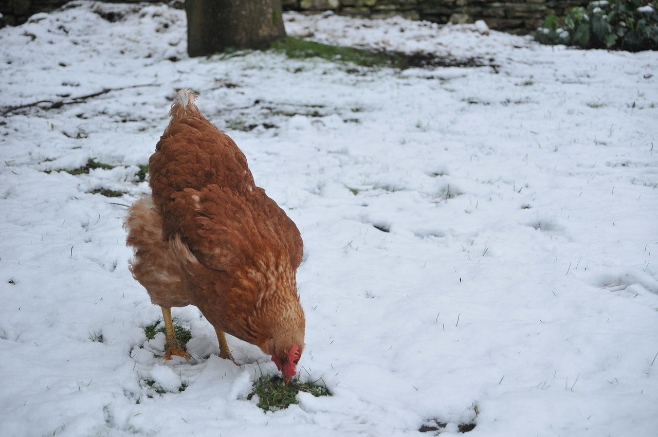 hen 1146644 1280
