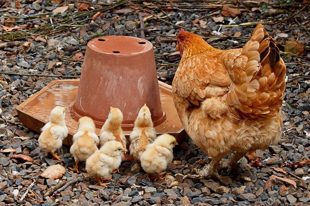 mother hen 374128 1280
