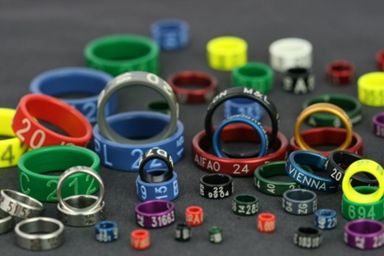 ringe