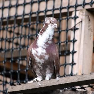 Stall / Voliere - Tauben