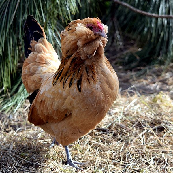 zwerghuhn
